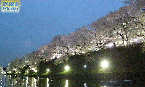 千鳥ヶ淵夜桜緑道ライトアップされた夜桜2013
