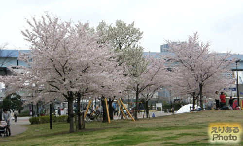 豊洲公園の桜2013