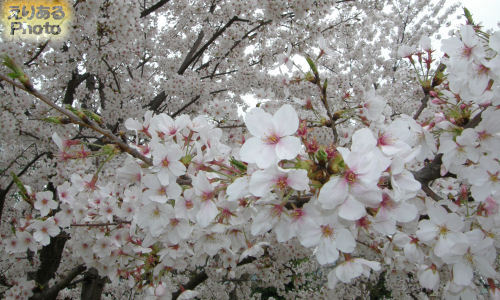豊洲公園の桜2013