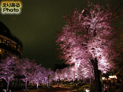 東京ミッドタウン ミッドタウン・ガーデンの桜2013