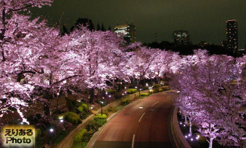 東京ミッドタウン ミッドタウン・ガーデンの桜2013