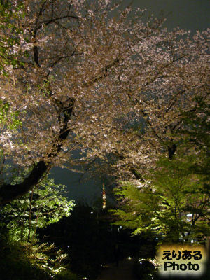 毛利庭園の夜桜2013