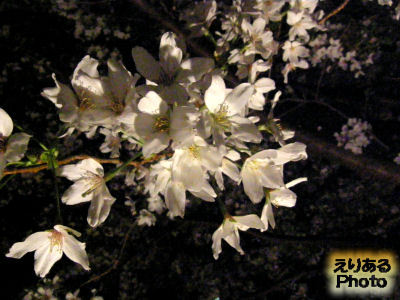 毛利庭園の夜桜2013