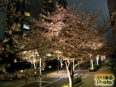 六本木さくら坂の夜桜2013