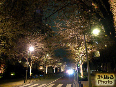 六本木さくら坂の夜桜2013