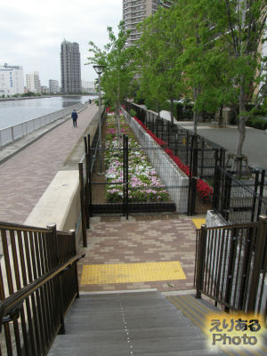 豊洲運河沿いの潮風の散歩道