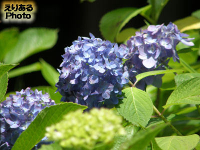 皇居東御苑の紫陽花２０１３