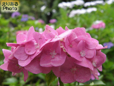 隅田公園の紫陽花