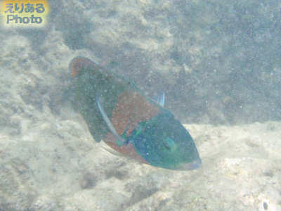 ハナウマ湾の海水魚