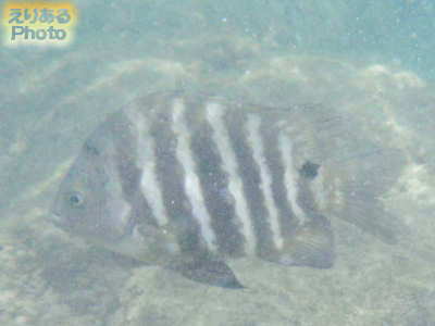 ハナウマ湾の海水魚